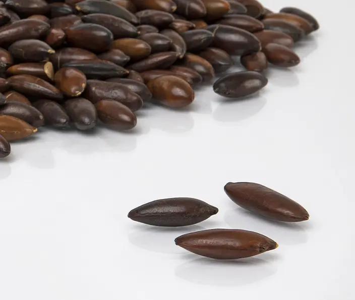 Barunüsse, 500g
